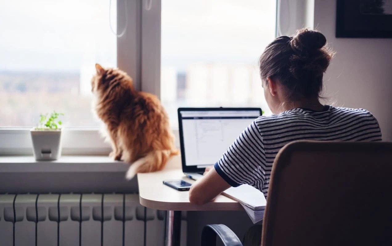 woman working on a laptop in front of a window with an orange cat